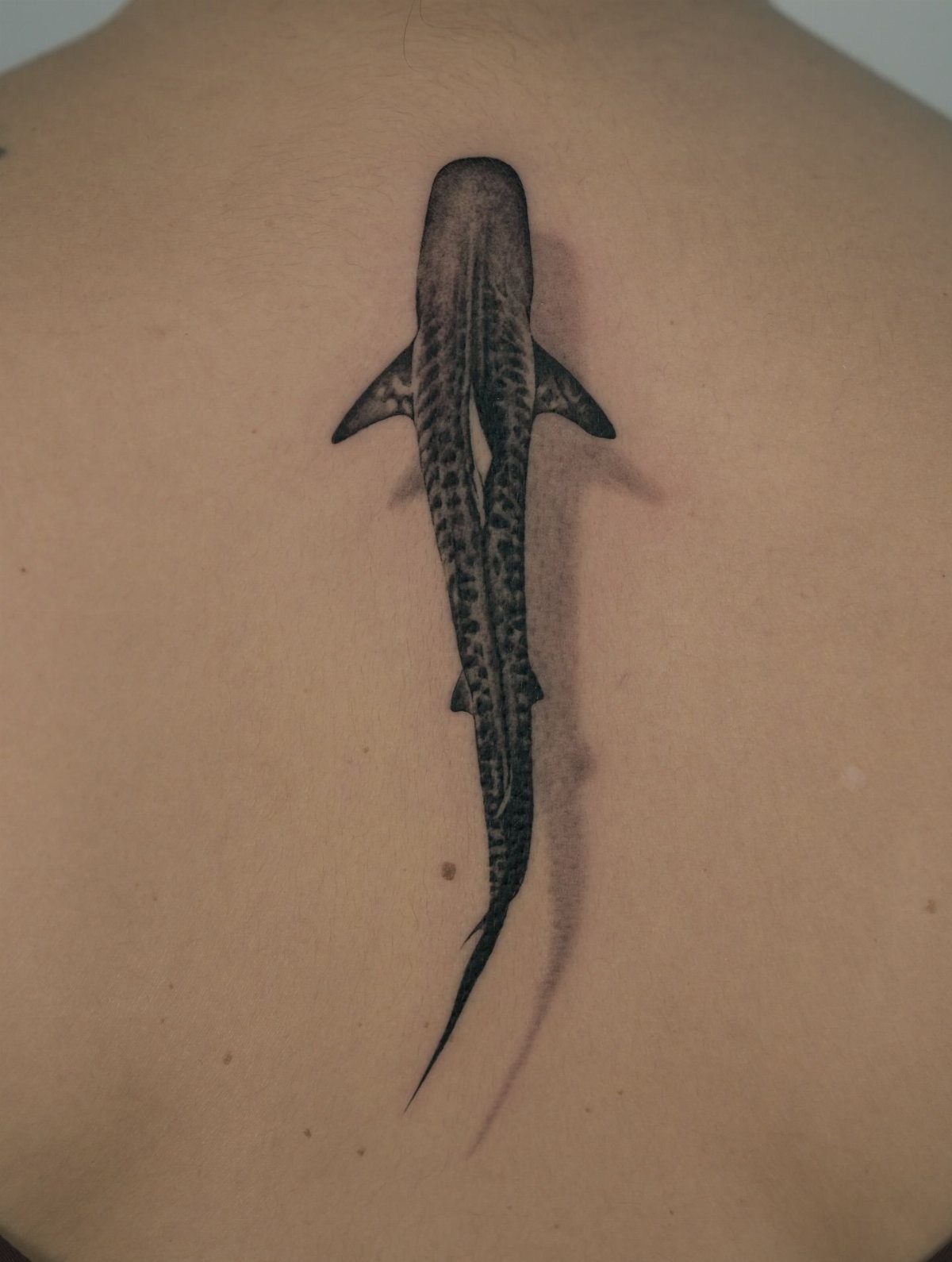 7 Shark Spine Tattoo Ideas for Vertical Oceans 4 A black ink whale shark tattoo positioned vertically along a person's spine.